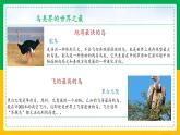 5.1.6+鸟（同步课件+同步练习）-2023-2024学年八年级生物上册同步精品课堂（人教版）