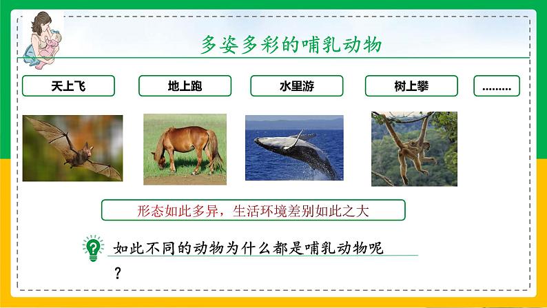 5.1.7+哺乳动物（教学课件）-2023-2024学年八年级生物上册同步精品课堂（人教版）第5页