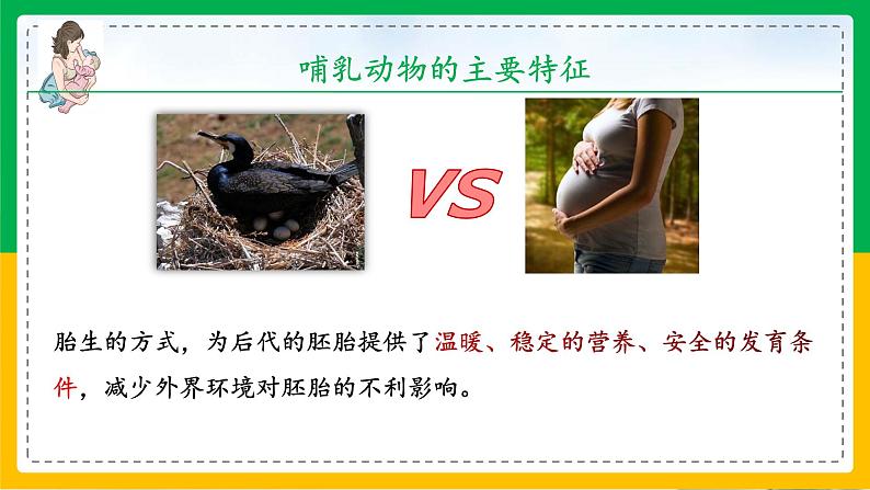 5.1.7+哺乳动物（教学课件）-2023-2024学年八年级生物上册同步精品课堂（人教版）第8页