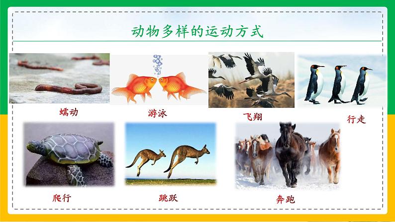 5.2.1+动物的运动（教学课件）-2023-2024学年八年级生物上册同步精品课堂（人教版）第3页