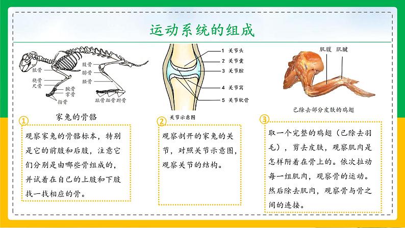 5.2.1+动物的运动（教学课件）-2023-2024学年八年级生物上册同步精品课堂（人教版）第5页