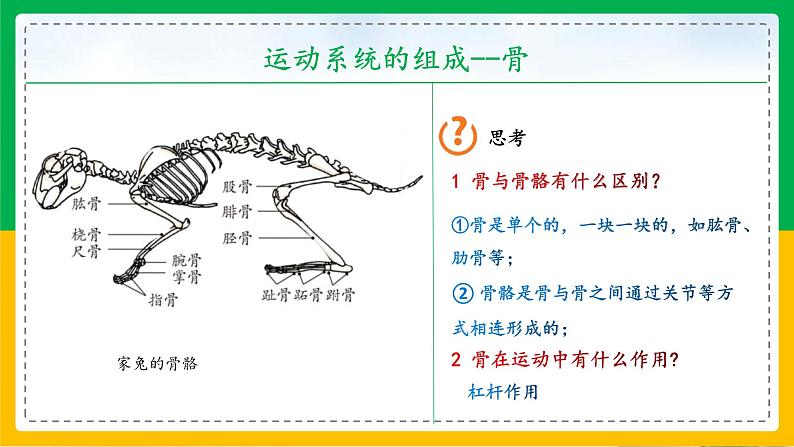 5.2.1+动物的运动（教学课件）-2023-2024学年八年级生物上册同步精品课堂（人教版）第6页