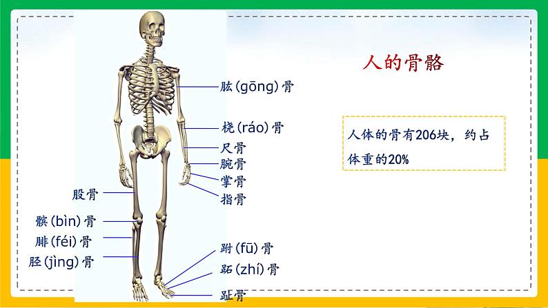 5.2.1+动物的运动（教学课件）-2023-2024学年八年级生物上册同步精品课堂（人教版）第7页