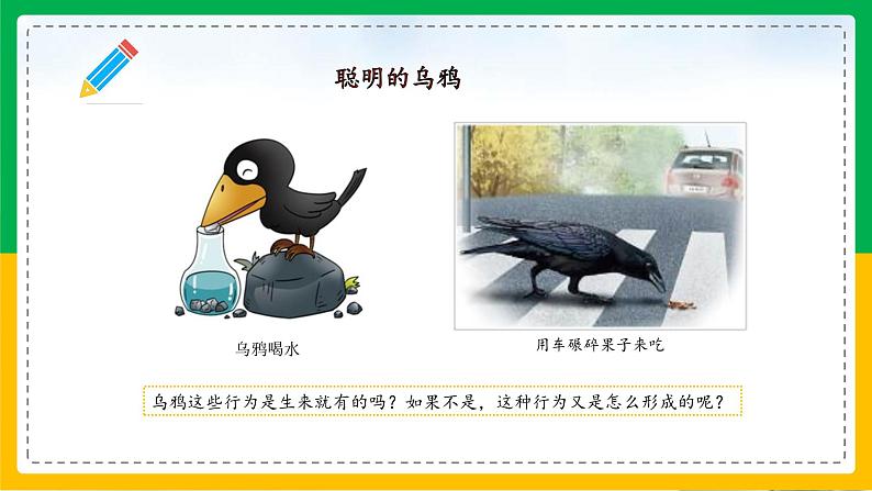 5.2.2+先天性行为和学习行为（教学课件）-2023-2024学年八年级生物上册同步精品课堂（人教版）第2页