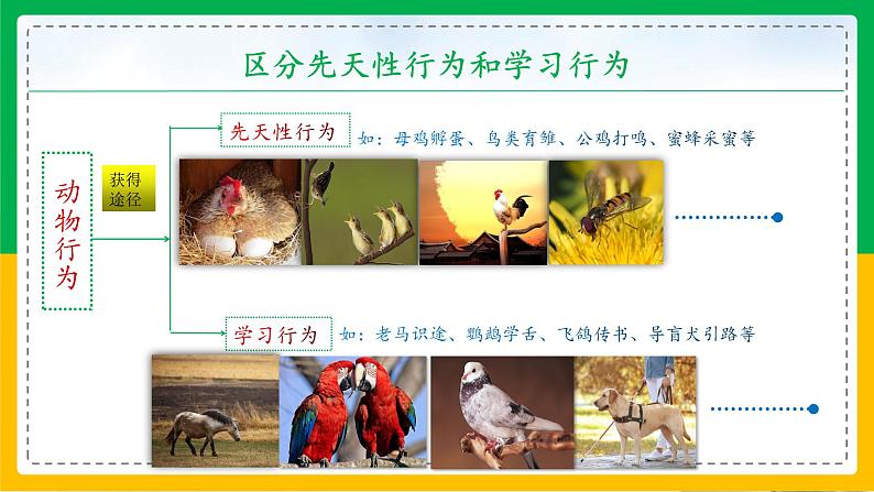 5.2.2+先天性行为和学习行为（教学课件）-2023-2024学年八年级生物上册同步精品课堂（人教版）第5页