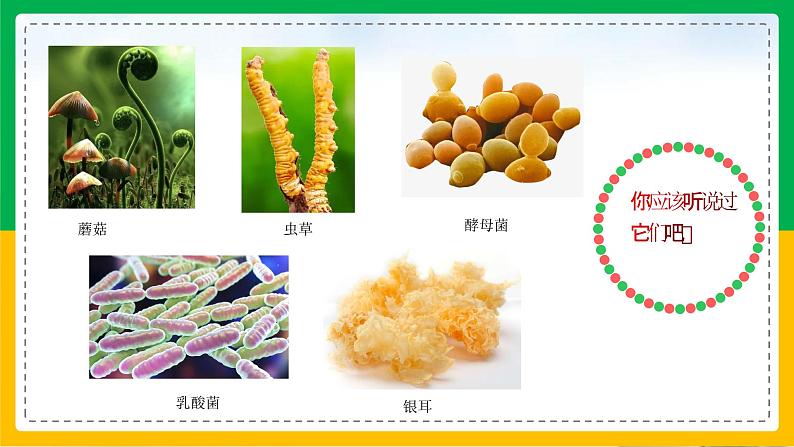 5.4.1+细菌和真菌的分布（同步课件+同步练习）-2023-2024学年八年级生物上册同步精品课堂（人教版）03