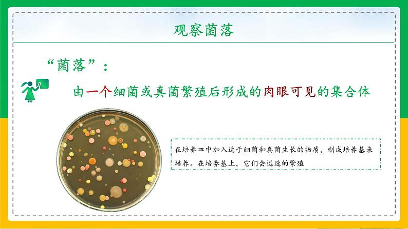 5.4.1+细菌和真菌的分布（同步课件+同步练习）-2023-2024学年八年级生物上册同步精品课堂（人教版）05