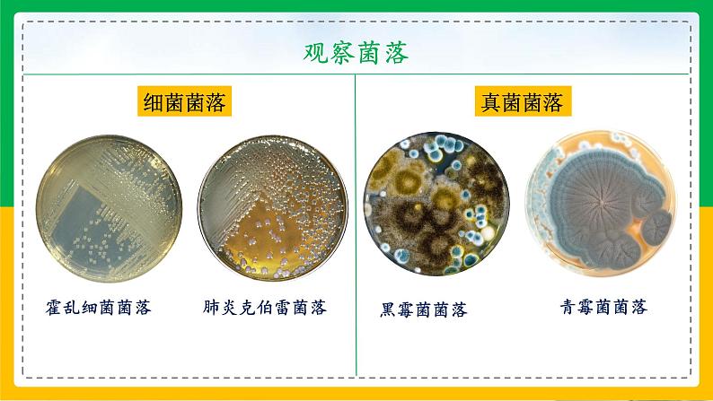 5.4.1+细菌和真菌的分布（同步课件+同步练习）-2023-2024学年八年级生物上册同步精品课堂（人教版）06