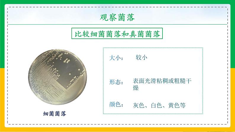 5.4.1+细菌和真菌的分布（同步课件+同步练习）-2023-2024学年八年级生物上册同步精品课堂（人教版）07