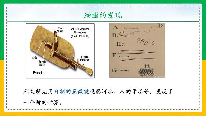 5.4.2+细菌（教学课件）-2023-2024学年八年级生物上册同步精品课堂（人教版）第5页