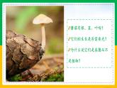 5.4.3+真菌（同步课件+同步练习）-2023-2024学年八年级生物上册同步精品课堂（人教版）