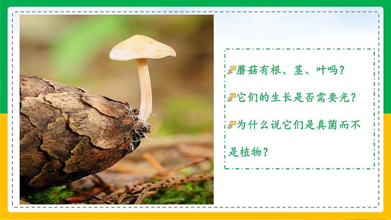 5.4.3+真菌（教学课件）-2023-2024学年八年级生物上册同步精品课堂（人教版）第2页