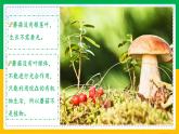5.4.3+真菌（同步课件+同步练习）-2023-2024学年八年级生物上册同步精品课堂（人教版）