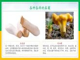 5.4.3+真菌（同步课件+同步练习）-2023-2024学年八年级生物上册同步精品课堂（人教版）