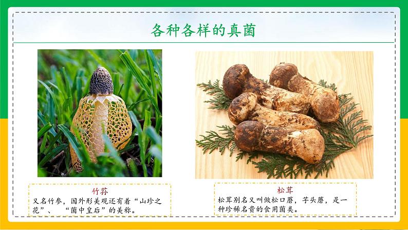 5.4.3+真菌（教学课件）-2023-2024学年八年级生物上册同步精品课堂（人教版）第5页