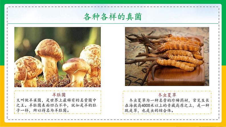 5.4.3+真菌（教学课件）-2023-2024学年八年级生物上册同步精品课堂（人教版）第8页