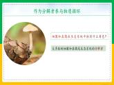 5.4.4+细菌和真菌在自然界中的作用（同步课件+同步练习）-2023-2024学年八年级生物上册同步精品课堂（人教版）