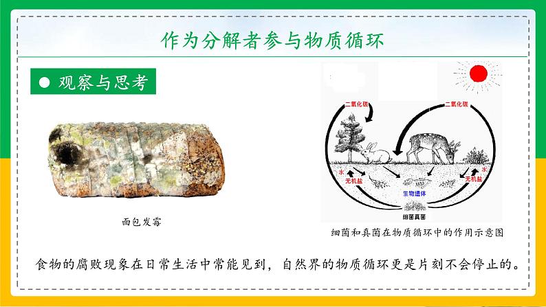 5.4.4+细菌和真菌在自然界中的作用（教学课件）-2023-2024学年八年级生物上册同步精品课堂（人教版）第8页