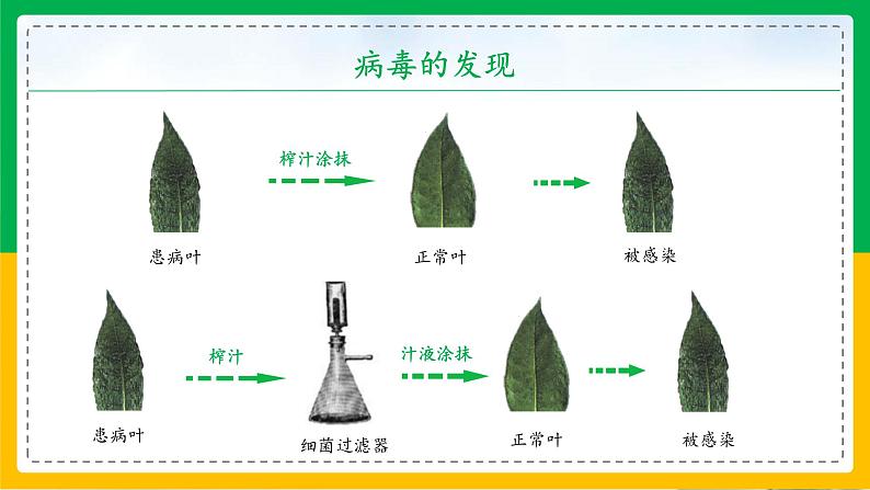 5.5+病毒（教学课件）-2023-2024学年八年级生物上册同步精品课堂（人教版）第7页