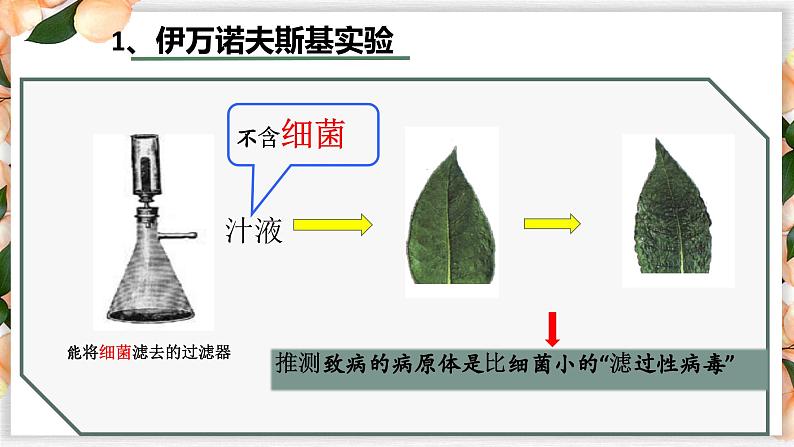 5.5 病毒（同课异构课件）第7页