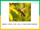 6.1.2+从种到界（同步课件+同步练习）-2023-2024学年八年级生物上册同步精品课堂（人教版）