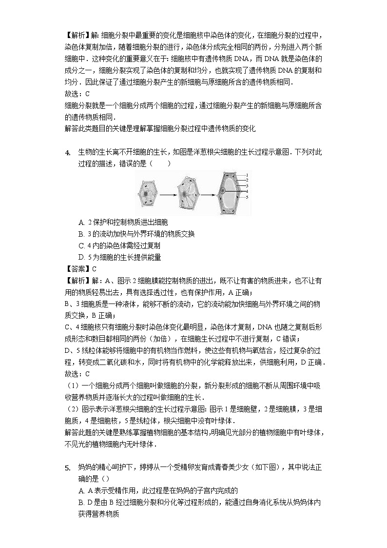 人教版七年级生物上册2.2.1细胞通过分裂产生新细胞练习（含解析）教师用卷02