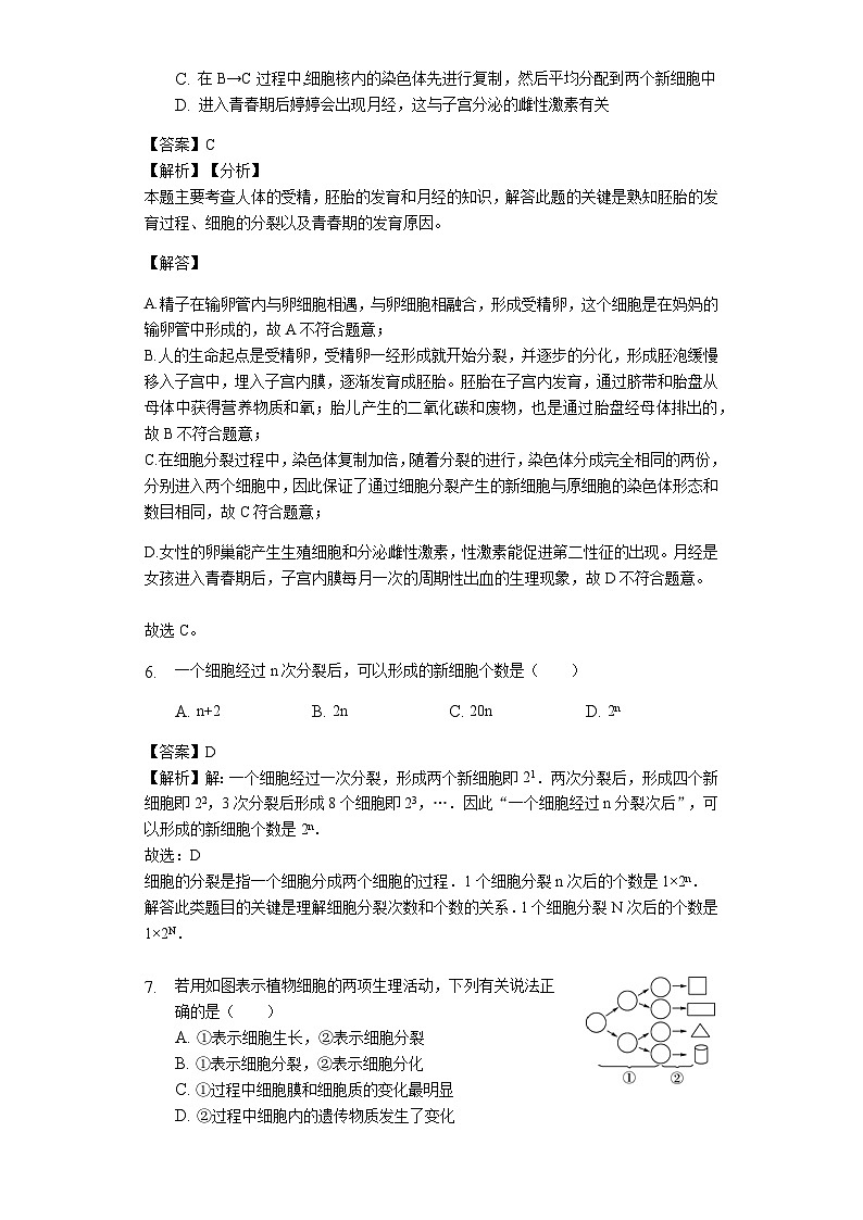 人教版七年级生物上册2.2.1细胞通过分裂产生新细胞练习（含解析）教师用卷03