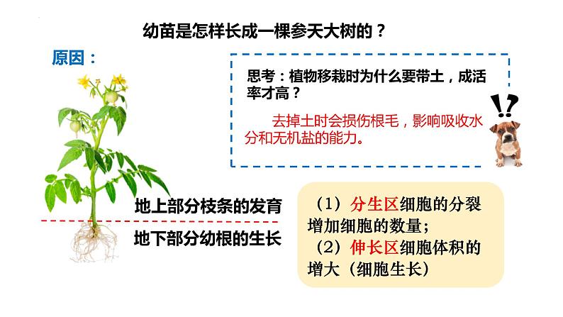 3.2.2植株的生长课件2023-2024学年人教版生物七年级上册03