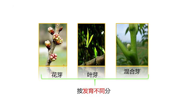 3.2.2植株的生长课件2023-2024学年人教版生物七年级上册05