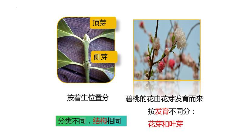 3.2.2植株的生长课件2023-2024学年人教版生物七年级上册06