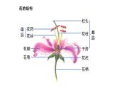 3.2.3 开花和结果 课件-2023-2024学年人教版生物七年级上册