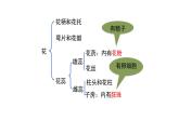 3.2.3 开花和结果 课件-2023-2024学年人教版生物七年级上册