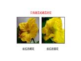 3.2.3 开花和结果 课件-2023-2024学年人教版生物七年级上册