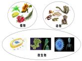 2023-2024学年人教版生物八年级上册6.1.1  尝试对生物进行分类  课件