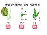 2023-2024学年人教版生物八年级上册6.1.1  尝试对生物进行分类  课件