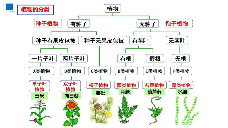 2023-2024学年人教版生物八年级上册6.1.1  尝试对生物进行分类  课件07