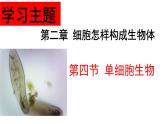 2.2.4  单细胞生物  课件2023-2024学年人教版生物七年级上册