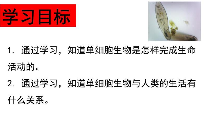 2.2.4  单细胞生物  课件2023-2024学年人教版生物七年级上册02