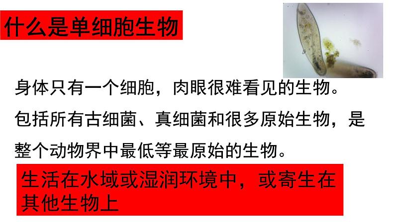 2.2.4  单细胞生物  课件2023-2024学年人教版生物七年级上册03