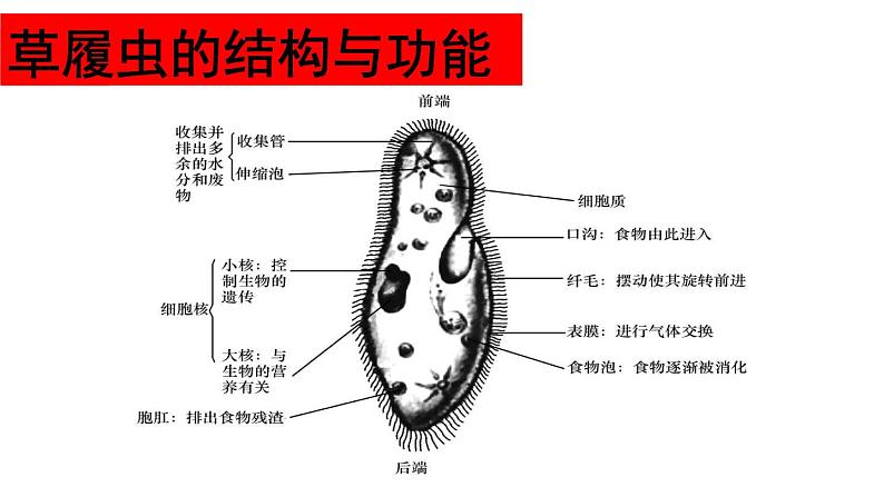 2.2.4  单细胞生物  课件2023-2024学年人教版生物七年级上册07