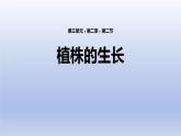 3.2.2  植株的生长  课件-2023-2024学年人教版生物七年级上册