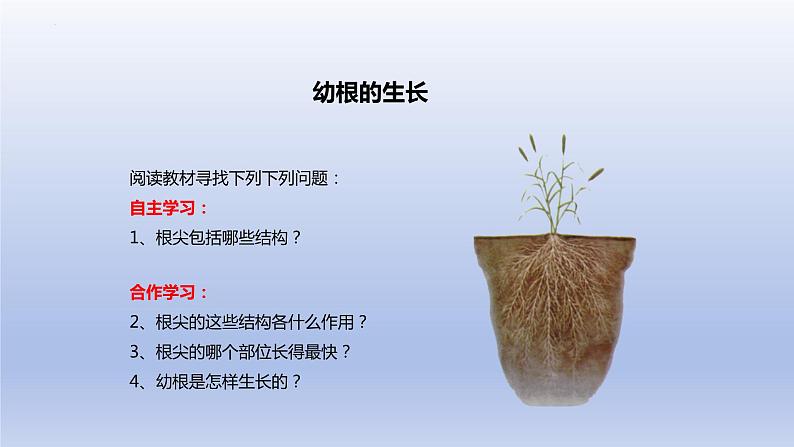 3.2.2  植株的生长  课件-2023-2024学年人教版生物七年级上册第2页