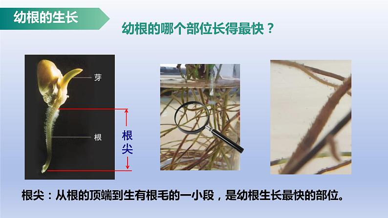 3.2.2  植株的生长  课件-2023-2024学年人教版生物七年级上册第3页