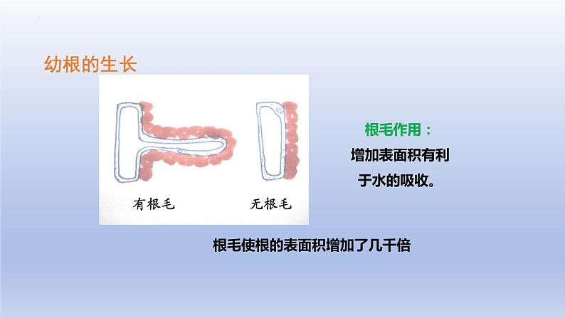 3.2.2  植株的生长  课件-2023-2024学年人教版生物七年级上册第4页