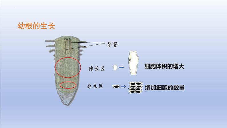 3.2.2  植株的生长  课件-2023-2024学年人教版生物七年级上册第5页