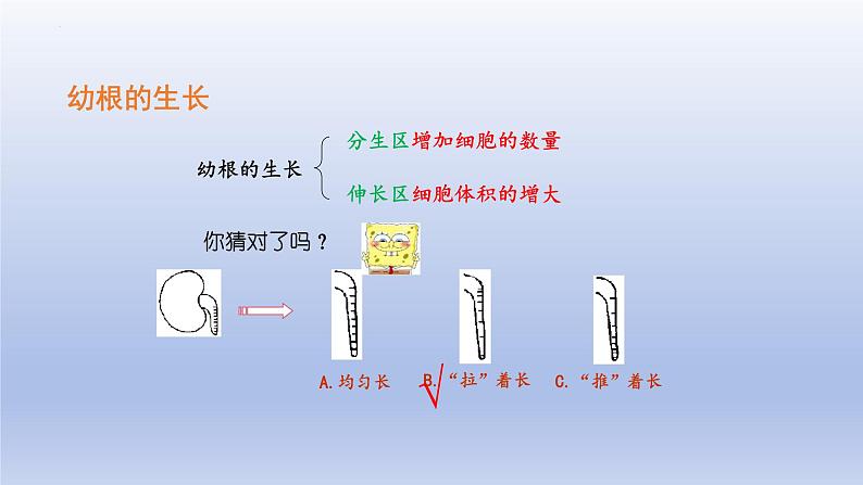 3.2.2  植株的生长  课件-2023-2024学年人教版生物七年级上册第6页