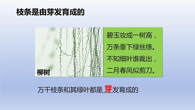 3.2.2  植株的生长  课件-2023-2024学年人教版生物七年级上册第7页