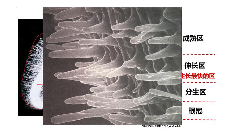 3.2.2植株的生长课件-2023-2024学年人教版生物七年级上册-02