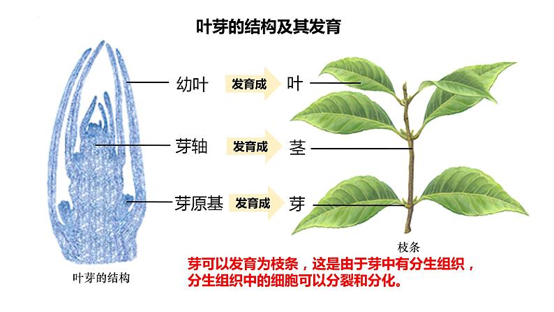 3.2.2植株的生长课件-2023-2024学年人教版生物七年级上册-07