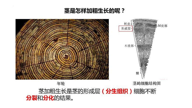 3.2.2植株的生长课件-2023-2024学年人教版生物七年级上册-08